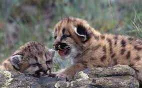 Animals that live in ridges and valleys: A comprehensive guide