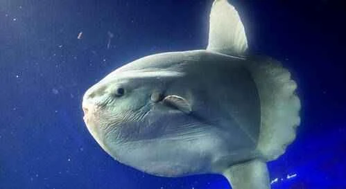 The ugliest animals in the world: their appearance does not affect their ability to survive.