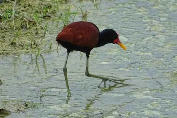 Animals que caminan sobre el agua - Jacana ove Jesucristo (Jacana jacana)