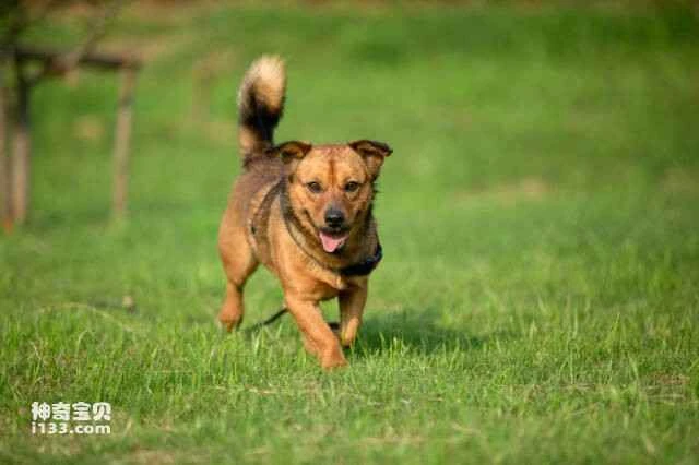 A list of ten affordable and easy-to-care-for pets; which pets are easy to keep alive?