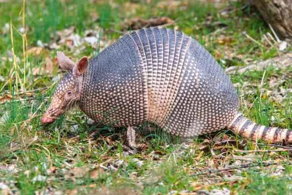 Porque el armadillo está en peligro de extinción - Causes del armadillo en peligro de extinción