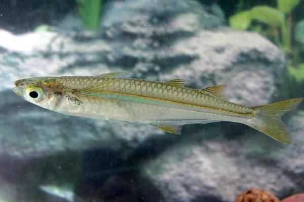 Animals in peligro de extinción in Puebla - Charal de La Preciosa (Poblana letholepis)