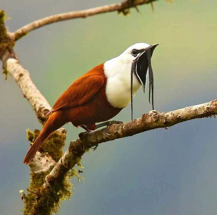 A Comprehensive Introduction to the Three-Wattled Bellbird (Procnias tricarunculatus): A Mysterious Central American "Skill Star"