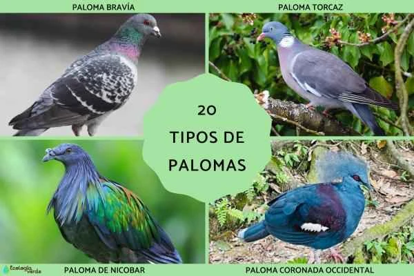 20 World-Famous Pigeon Breeds: A Comprehensive Analysis of Their Names, Images, and Ecological Value
