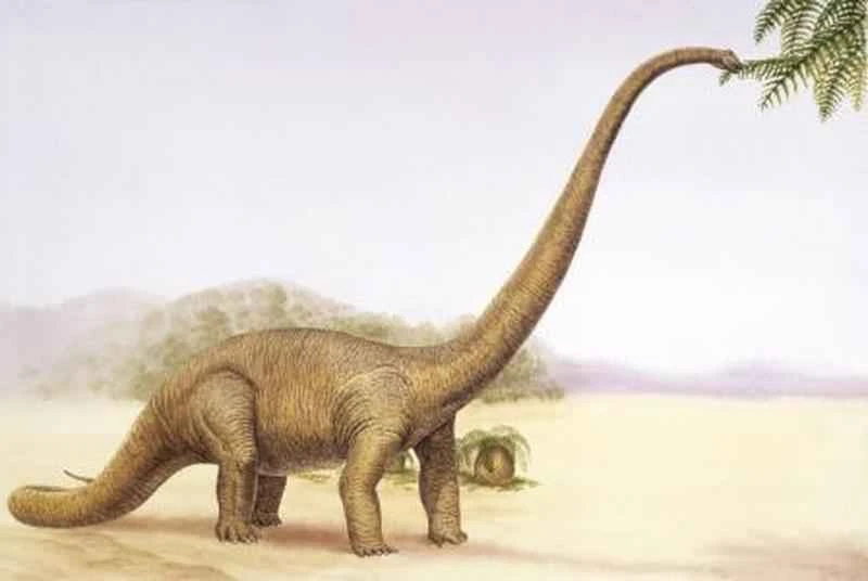 Top 10 Herbivorous Dinosaurs_Which dinosaurs were herbivores?