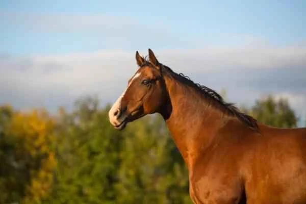 Animales cuadrúpedos: ejemplos y lista - Caballo (Equus ferus caballus)