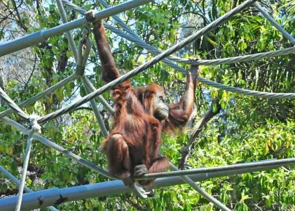 Monos en peligro de extinción - Orangután de Sumatra (Pongo abelii)
