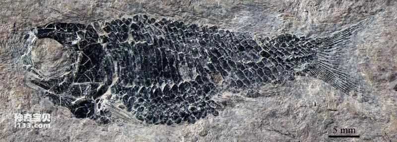 Evidence of internal fertilization in prehistoric flying fish and the origins of water gliding