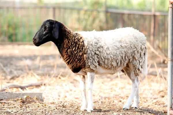 Tipos de ovejas - Oveja Dorper