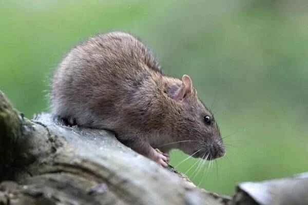The origin and evolutionary history of mice