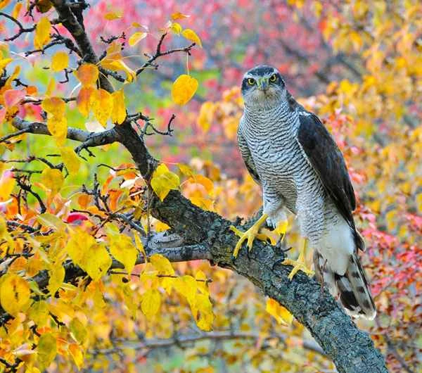 Do you know any of the 10 most common eagle species in my country?