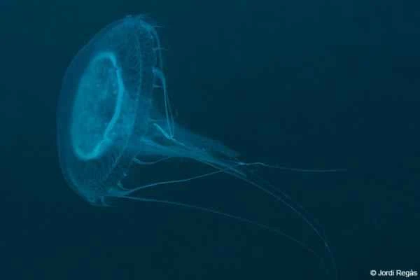 Medusas que no pican - Discomedusa lobata