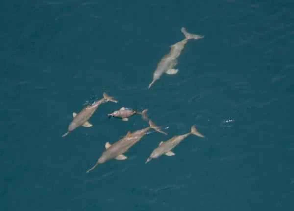 Delfines en peligro de extinción - Franciscana