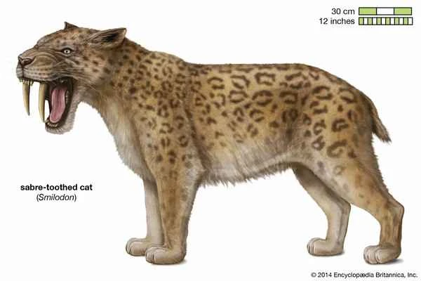 What era did the saber-toothed tiger live in? (Detailed introduction)