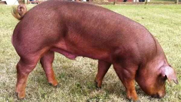 The world's top ten famous pig breeds—I bet you've only heard of Two-Headed Black Pig.