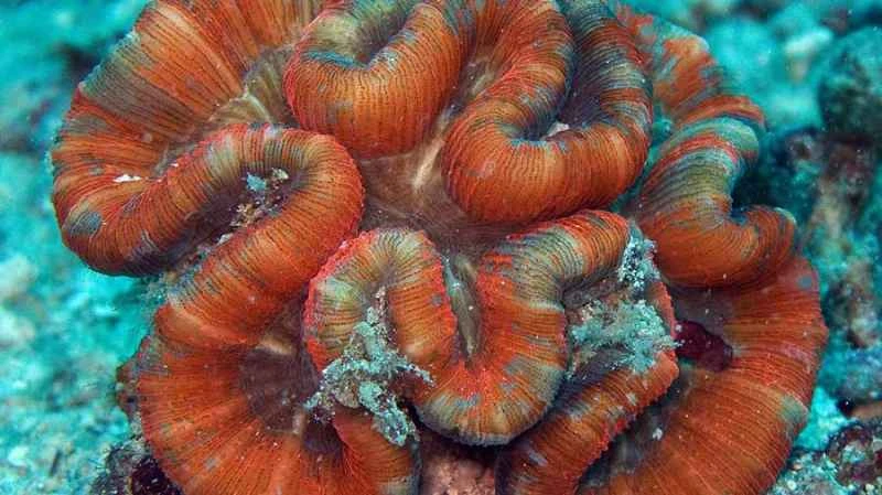 Brain-opening coral - Trachyphyllia geoffroyi