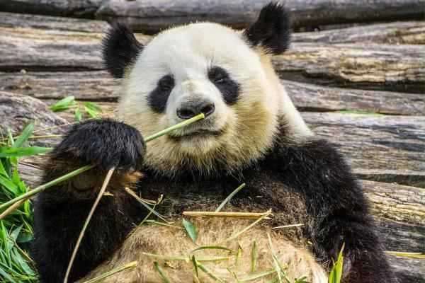 Bear species - Giant panda (Ailuropoda melanoleuca)