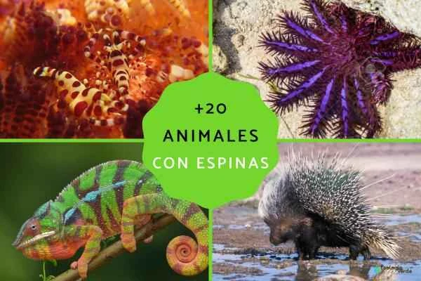 Introduction to 20 common spiny animals and their characteristics