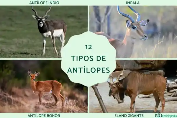 Types of antelopes: major groups, common characteristics and representative species