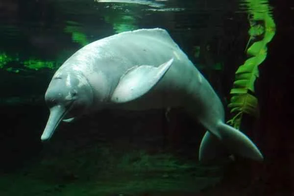 Delfines en peligro de extinción - Delfín del Amazonas