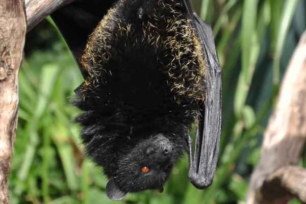 Bat species - Fruit bat (Pteropus livingstonii)