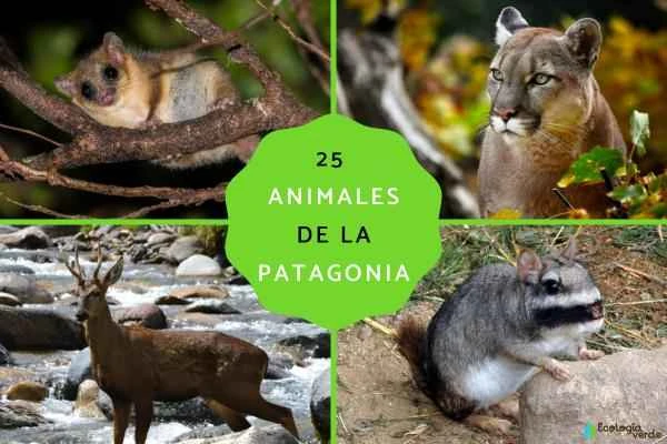 The Wild Treasures of Southern South America: A Comprehensive Guide to 25 Representative Patagonian Animals (with Pictures)