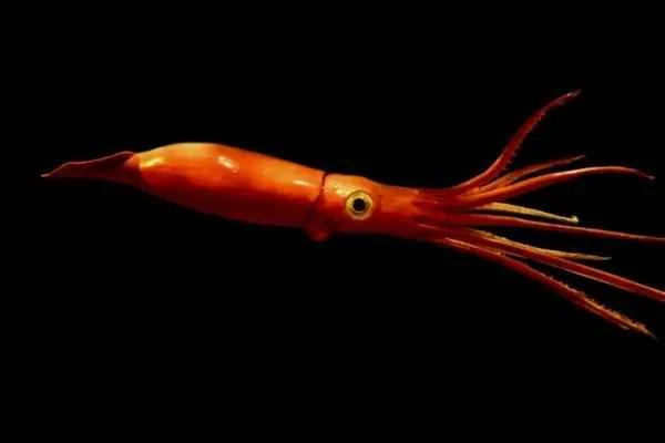 Squid varieties - Giant squid