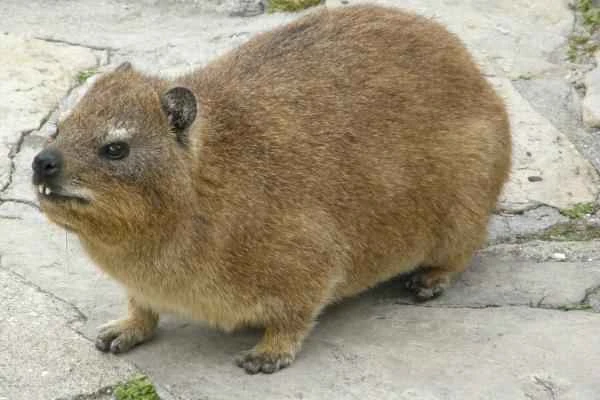 Animals ungulados: qué son, ejemplos and características - Damán del Cabo (Procavia capensis)