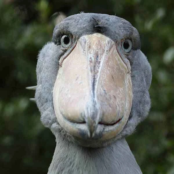 The bird with the largest head on Earth, and also the bird with the widest beak.