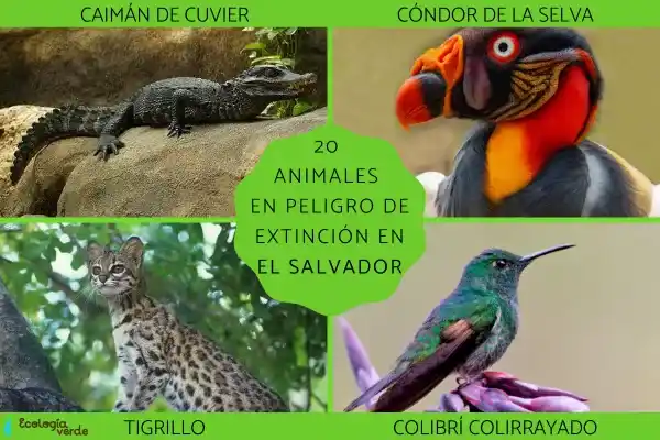 A list of endangered animals in El Salvador (20 species)