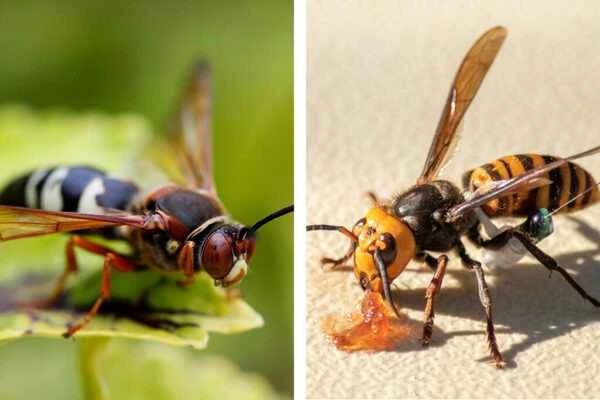 Killer Bees and Wasps: Unveiling the Most Terrifying Stinging Insects in Nature
