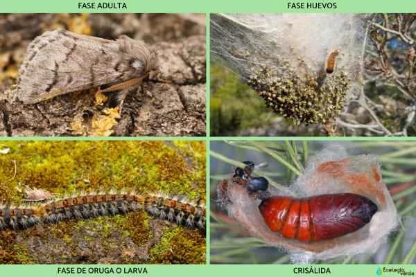 Pine Walking Caterpillar: Season, Location, Life Cycle, and Treatment - The Life Cycle of the Pine Walking Caterpillar