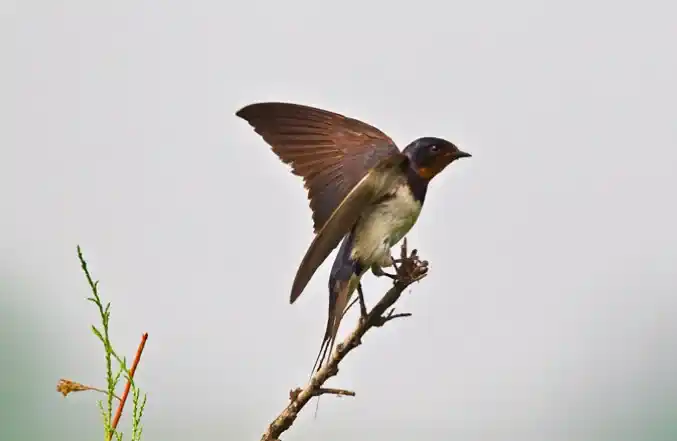 Characteristics and features of swallows: A comprehensive analysis of the physiology and ecological adaptations of birds in the Hirundinidae family.
