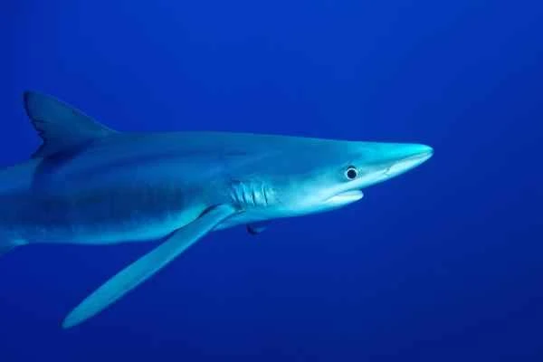 Pelagic Fishes: What They Are, Characteristics, and Examples - Tintorera