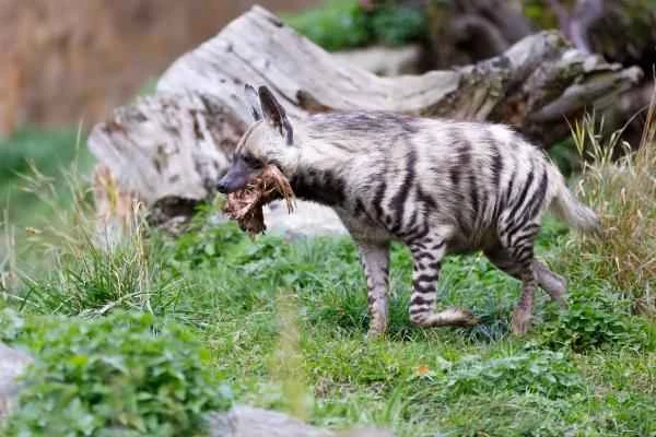 Tipos de hienas - Hiena rayada