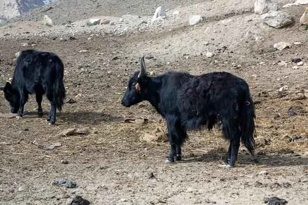 Animales híbridos: ejemplos and características - Dzo (B. grunniens × B. primigenius taurus)