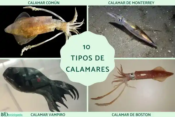 10 Types of Squid: Names, Characteristics, and Distribution