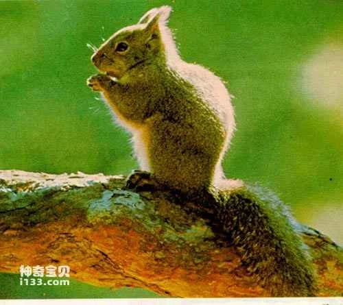 The evolution of mice represents the pinnacle of mammalian evolution.