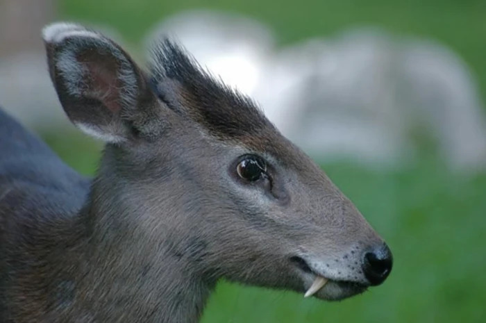 Tufted deer: It looks like both a "vampire" and "Bambi".