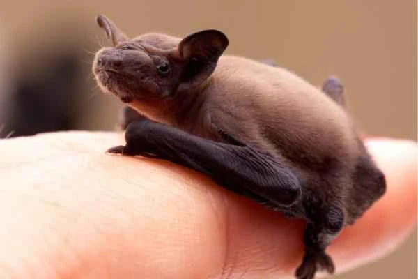 Bat species - Dwarf bat (Pipistrellus pipistrellus)