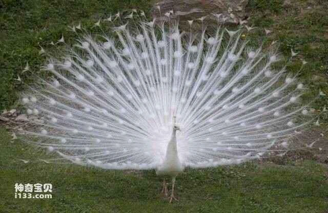 The swan ranks only 4th in the list of the world's top 10 most beautiful animals.