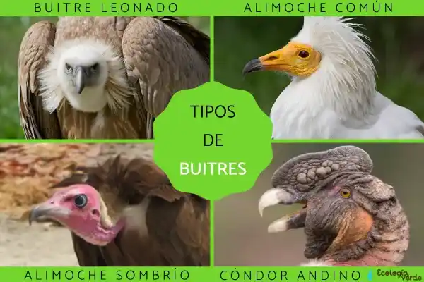 Types of Vultures (Introduction to 11 Common Vulture Species)