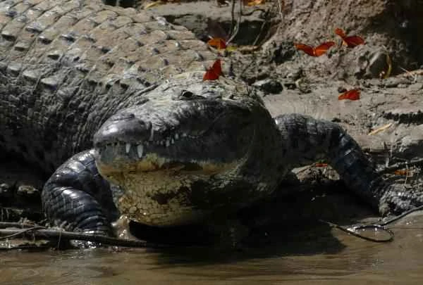 Mexican reptiles - Mexican crocodile (Crocodylus moreletii)