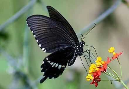 Detailed information on butterflies and their habits