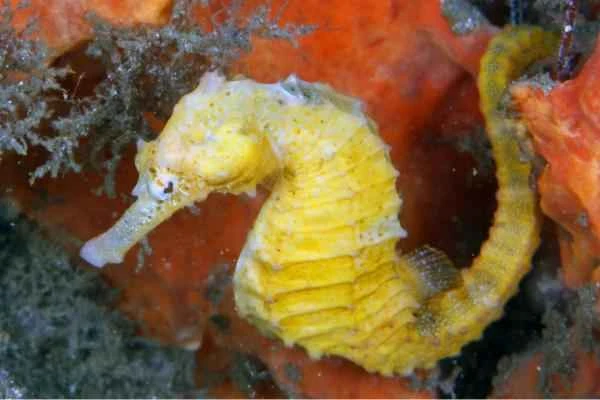 Tipos de caballitos de mar - Caballito de mar esbelto (Hippocampus reidi)