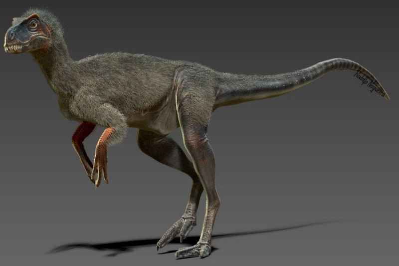 Santanaraptor: Unveiling the Mysteries of a Rare Dinosaur