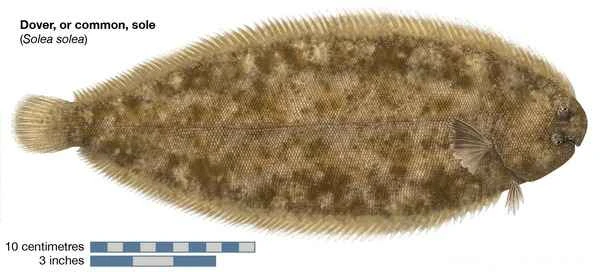 Top 10 Sole Fish Species in the World