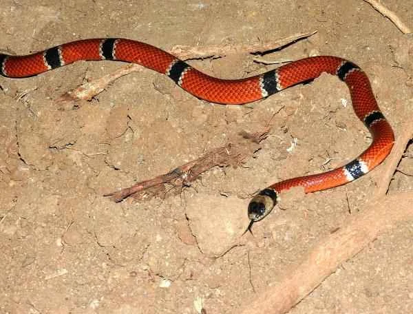 Mexican Reptiles - West Mexican Reef Warbler (Micrurus distans)