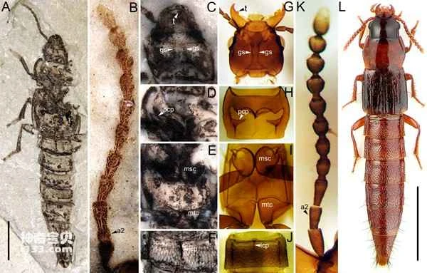 Discovery of the Jurassic smooth rove beetle (a new genus and species of smooth rove beetle)