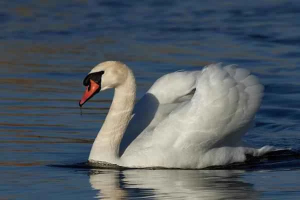 Aves de España - Cisne común